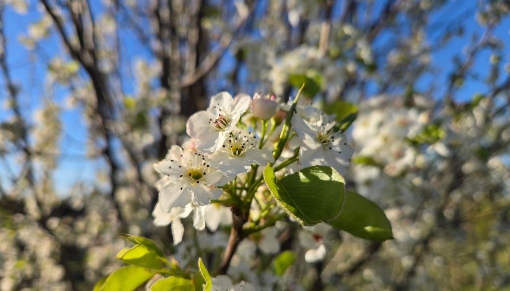 plantas Sus densos racimos blancos son un festín temprano para abejas y mariposas que buscan alimento al inicio de la temporada.