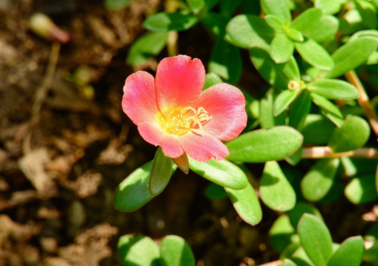Sus flores solo se abren con el sol, por eso durante el día se ve más viva y colorida.