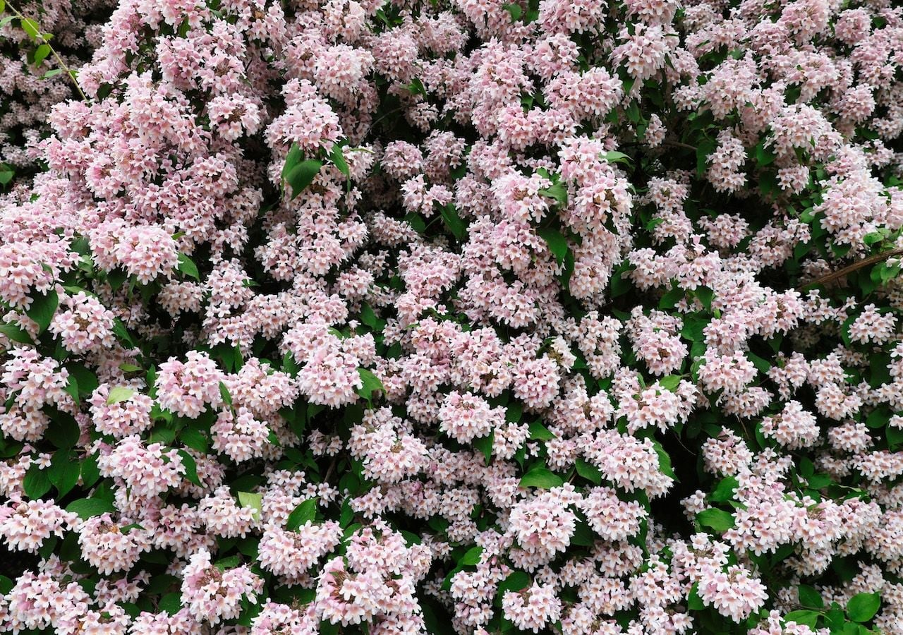 Arbusto adulto de abelia en plena floración, que es capaz de alcanzar hasta dos metros de altura y anchura si se deja crecer libremente.