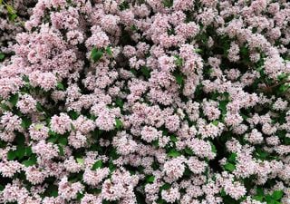Florece sin parar y es la favorita de los jardineros: así de fácil se cuida la abelia para que luzca siempre verde