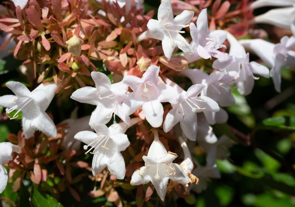 Flor de Abelia Flor de Abelia