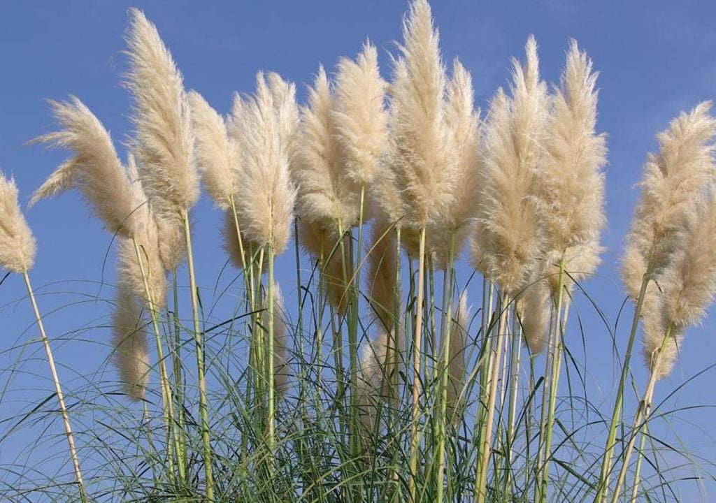 cortadera cortadera