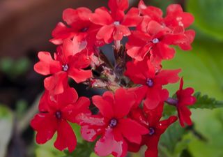 Flores autóctonas de Argentina: las plantas nativas más lindas del país 