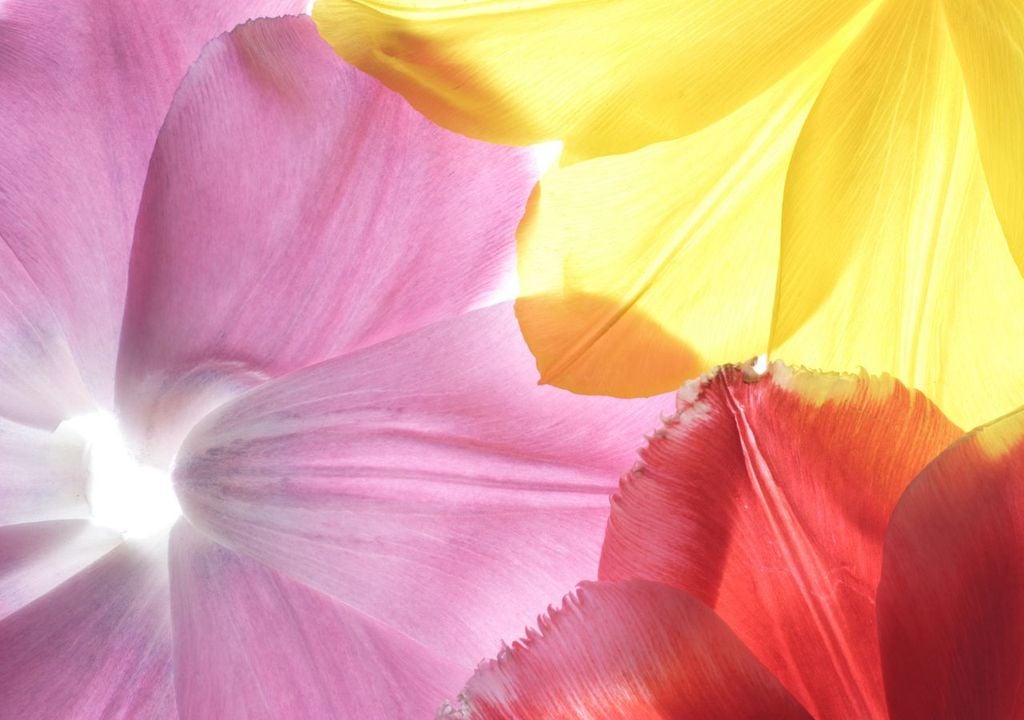 Pétalos de flores