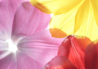 Flores con filtro solar: revelan pigmentos invisibles al ojo humano que las protegen y atraen polinizadores
