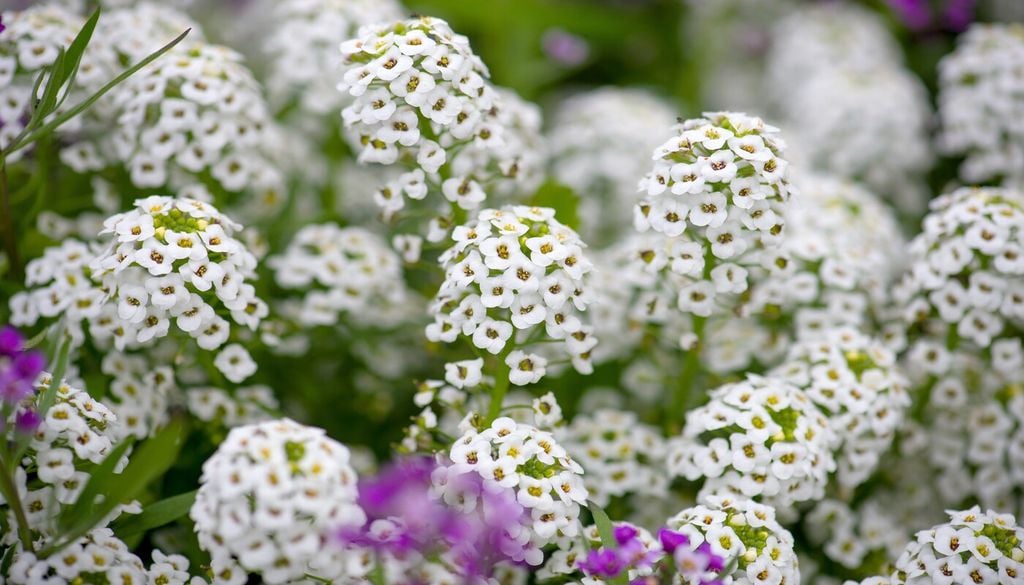 Aliso Las flores pequeñas y agrupadas del aliso aportan una textura diferente al conjunto y permiten combinarlo con especies de mayor porte.