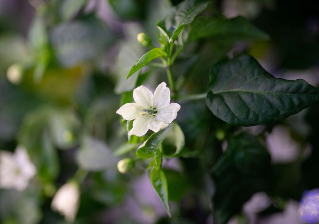 Flor de chile cultivada en la Estación Espacial Internacional, NASA
