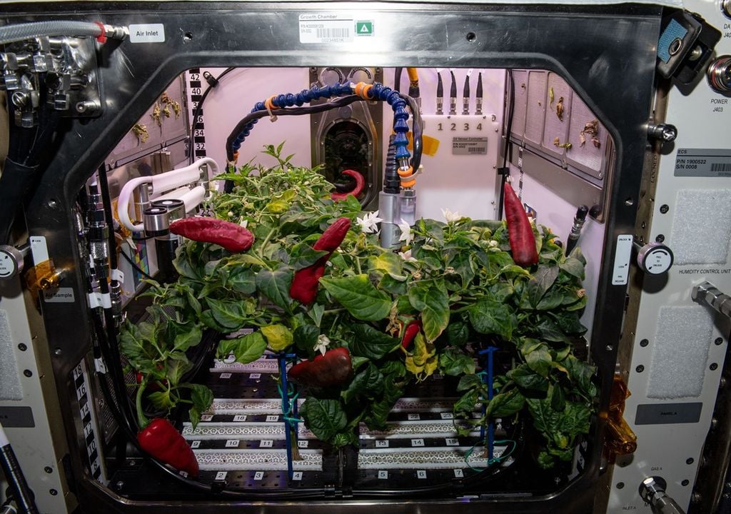 Plantas de chile o ají cultivadas en la Estación Espacial Internacional, NASA