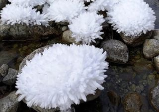 Flores de hielo deslumbran en Italia y en otros rincones de nuestro planeta