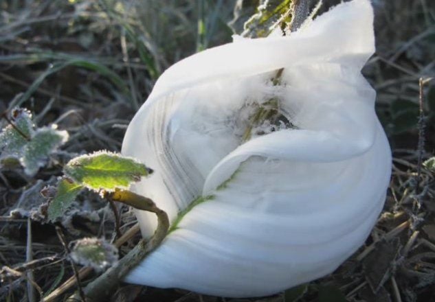 Flores De Hielo: Un Regalo Del Invierno