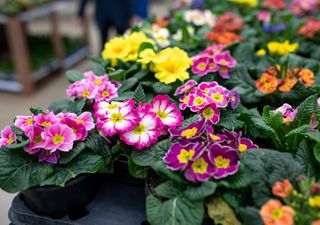 Flores de invierno: descubre el encanto de las prímulas