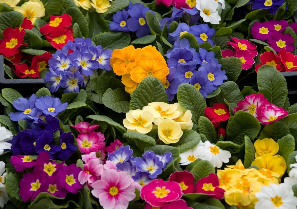 prímulas sur de Chile