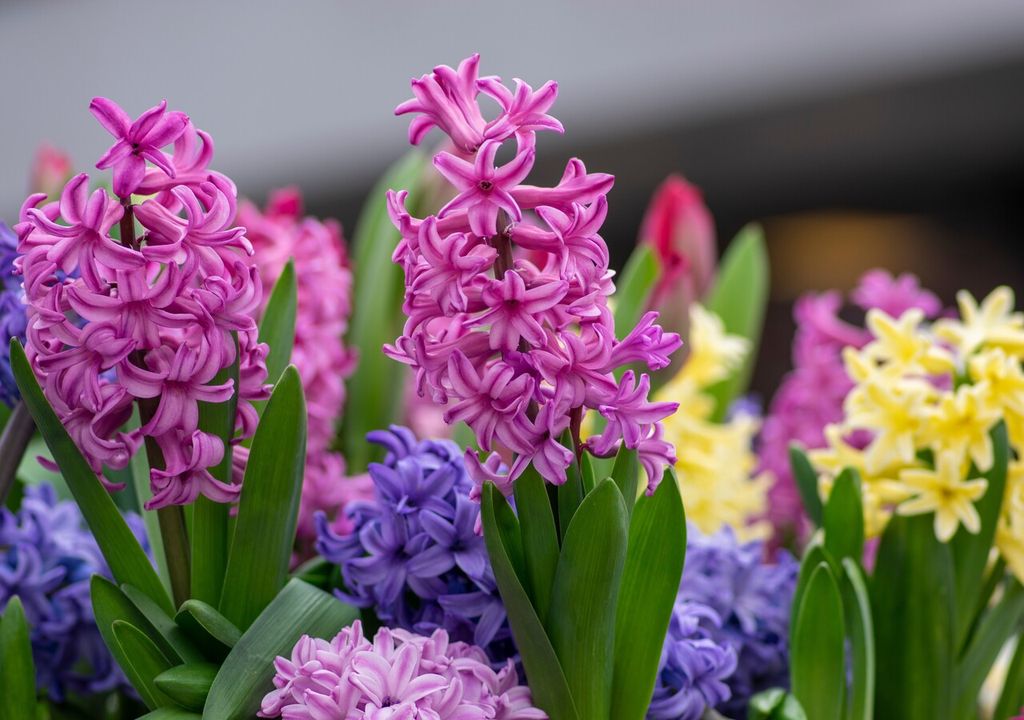 hyacinthus hyacinthus