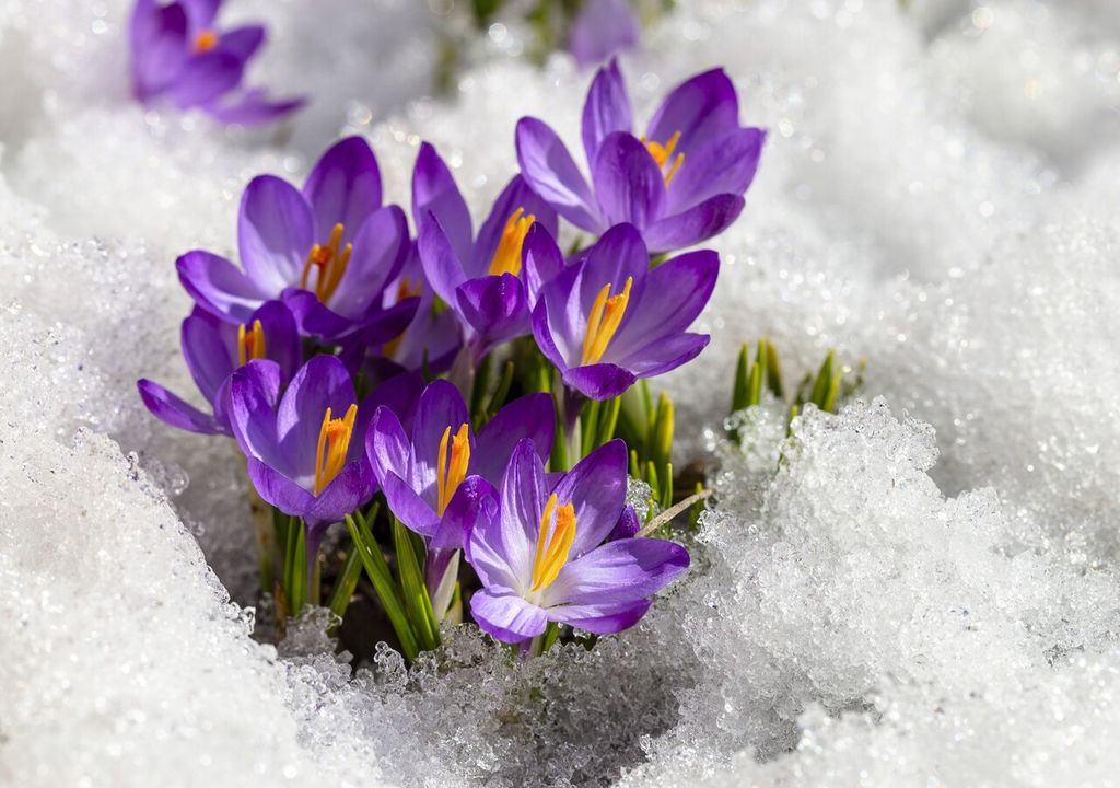 crocus crocus