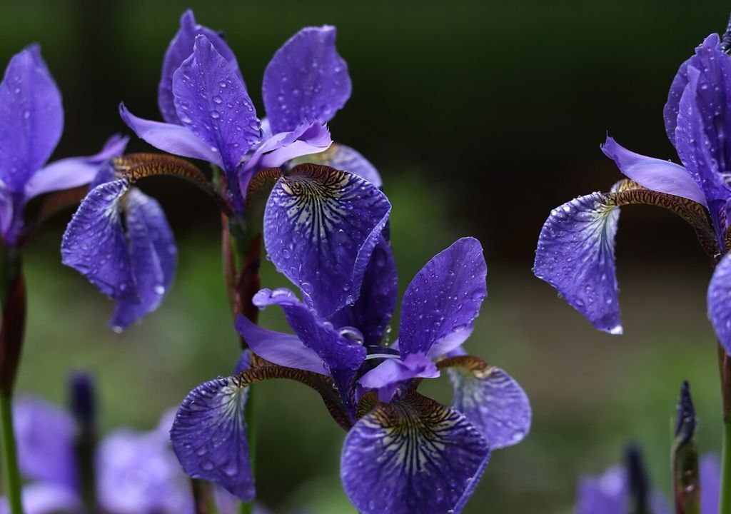 iris iris