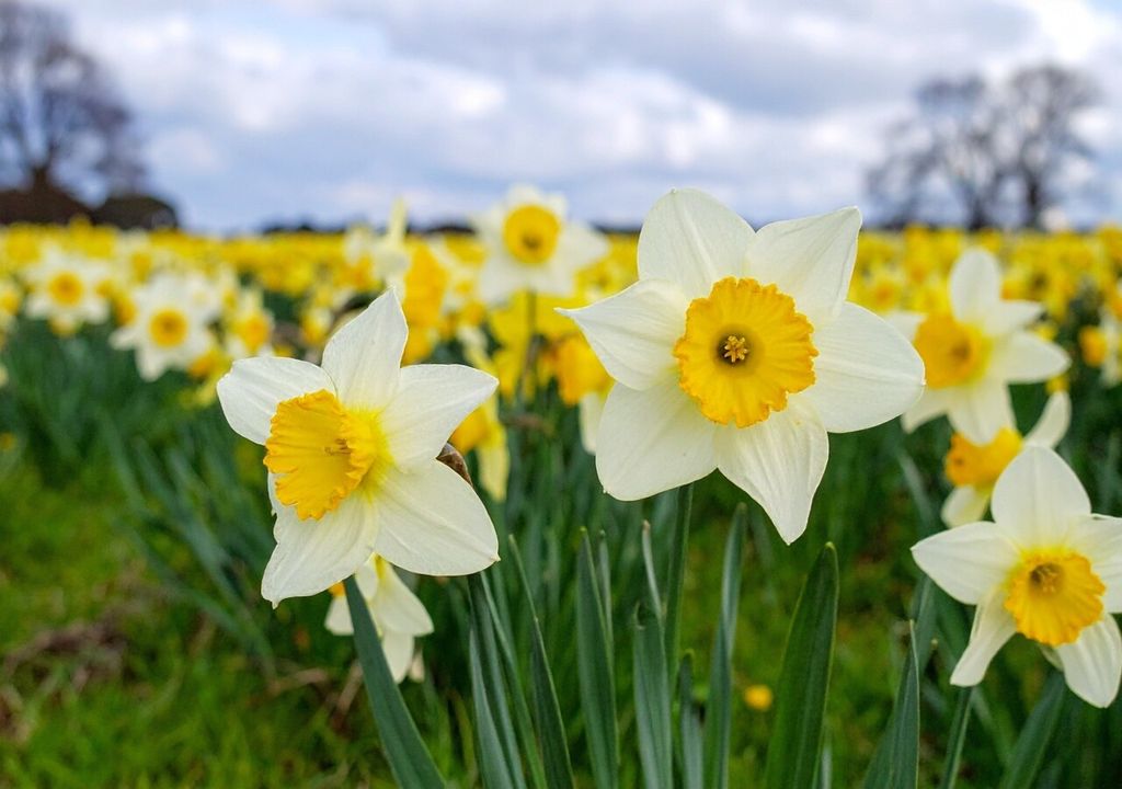 narcisos narcisos