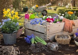 Flores de invierno en el sur de Chile: los bulbos que resisten el frío y llenan el jardín de color 