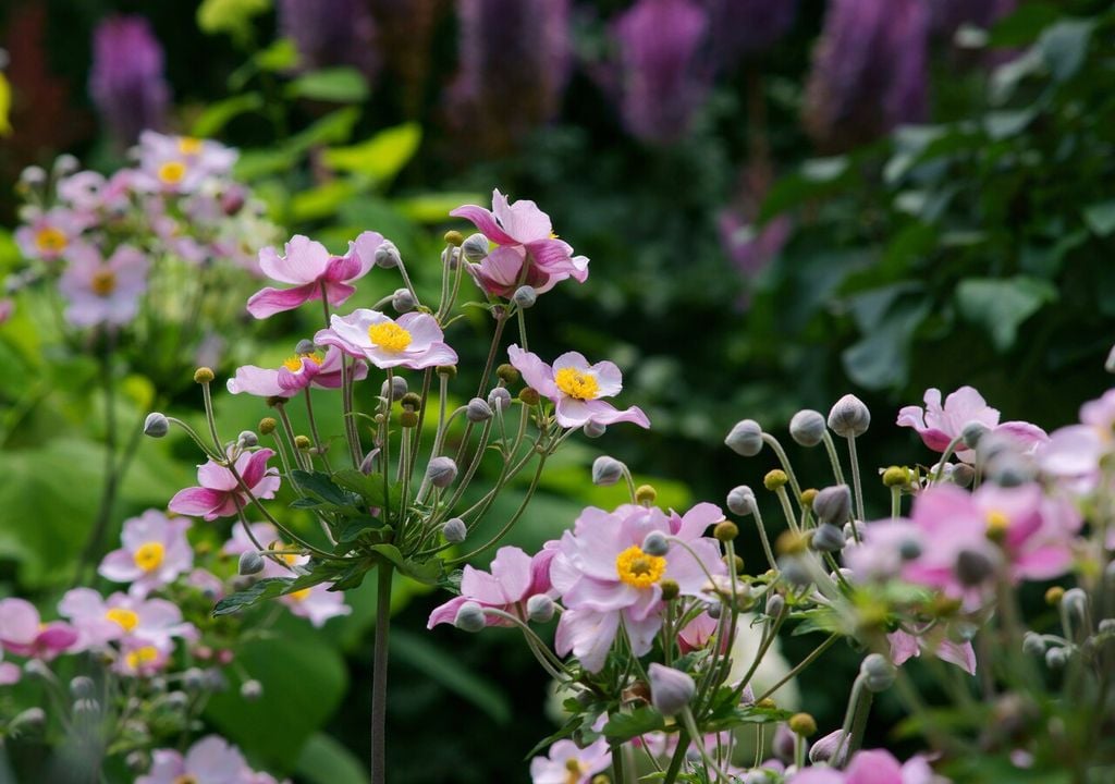 Anemone hupehensis: sus tallos largos y flexibles la hacen ideal para aportar movimiento, especialmente en jardines más naturalistas o de estilo informal.
