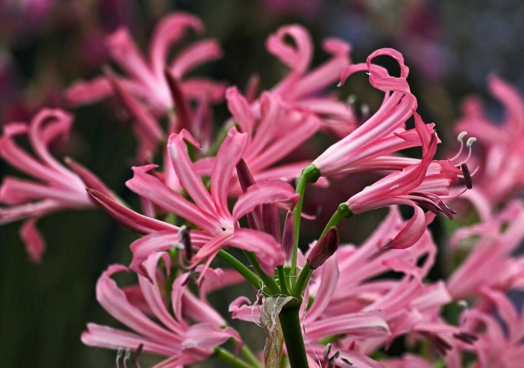 Nerine bowdenii: Como muchas bulbosas, requiere suelos bien drenados para evitar pudriciones, especialmente en climas lluviosos del sur.