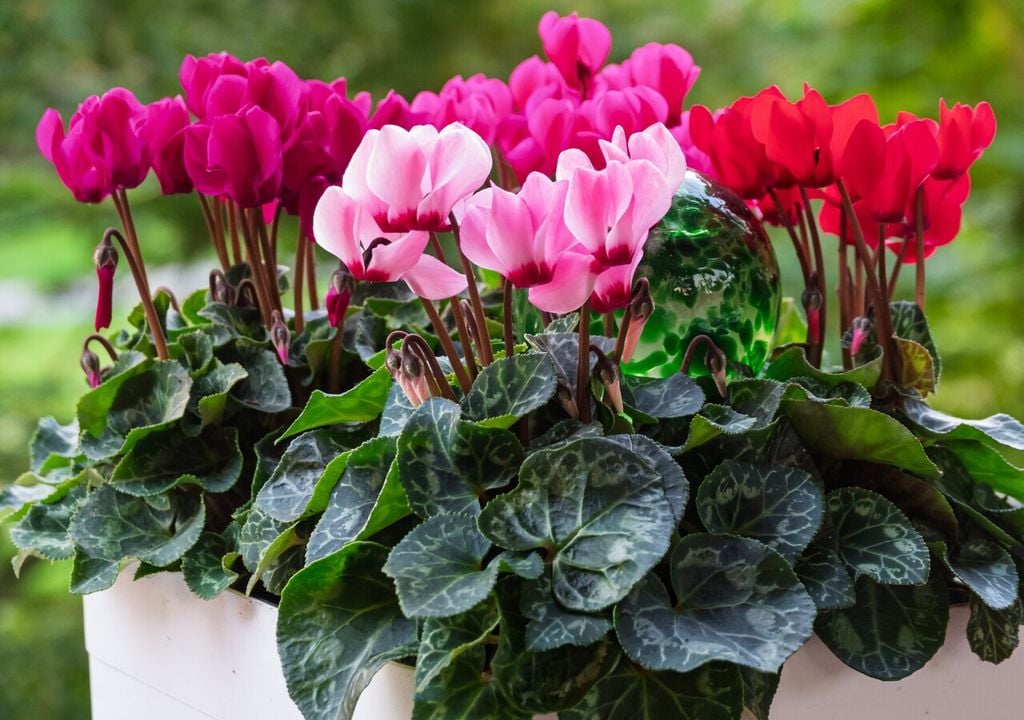 Cyclamen hederifolium: tras la floración, su follaje decorativo permanece durante el invierno, aportando interés visual incluso sin flores.