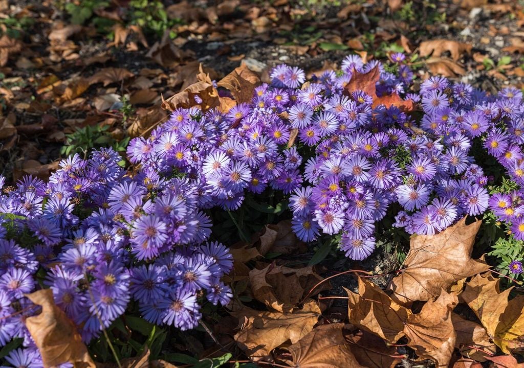 Symphyotrichum novi-belgii: su floración tardía coincide con la disminución de otras especies, lo que lo convierte en un recurso clave para extender el color en el jardín.