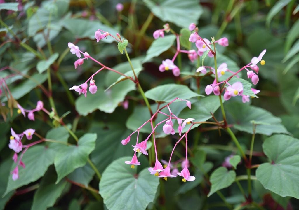 Begonia grandis: es una de las pocas begonias capaces de resistir temperaturas bajas, siempre que el suelo no permanezca encharcado.