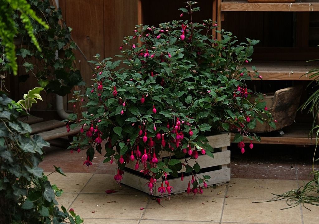Fuchsia magellanica: su adaptación a ambientes húmedos lo hace especialmente resistente en zonas lluviosas del sur de Chile.