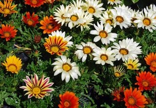 Flores de outubro: o que plantar agora para ter um jardim colorido e incrível no verão