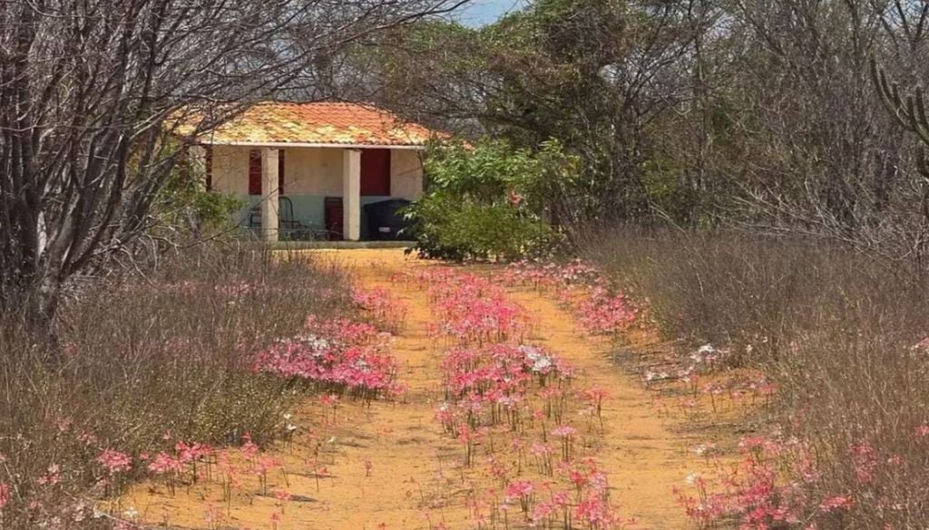 O despertar da cebola-brava no sertão nordestino revela a riqueza botânica de um bioma adaptado a suportar meses seguidos sem chuvas. Foto: Reprodução/Ciel do Sertão