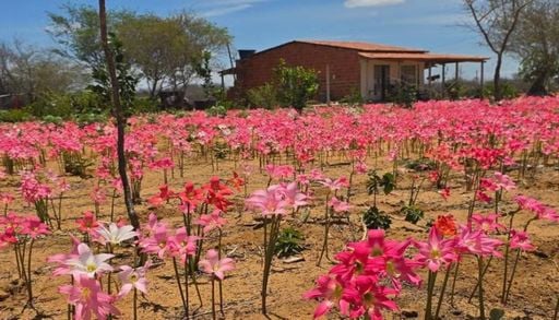 Flores &lsquo;despertam&rsquo; ap&oacute;s sete meses de seca e mudam paisagem na Bahia