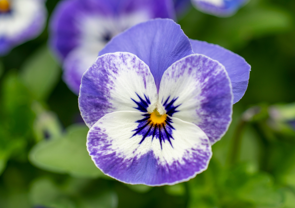 Flores Pensamiento, una flor de colores intensos y resistente al frío y a las macetas.