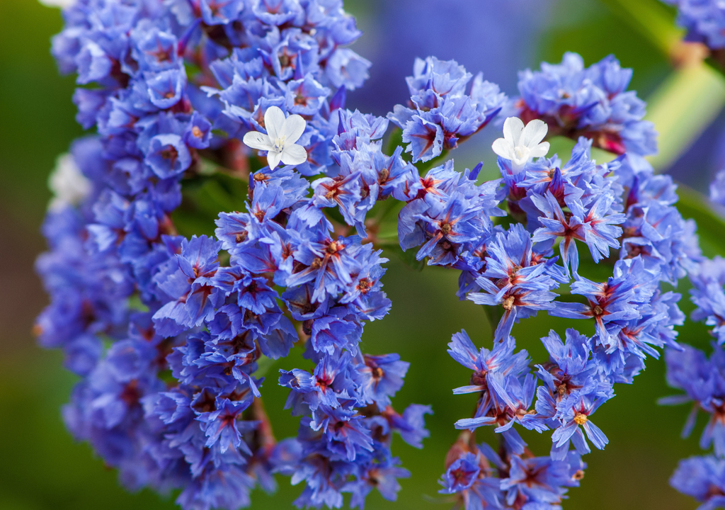 Flores Tal y como se deduce de su nombre, la Siempreviva es una flor que mantiene su color, aun después de secarse.