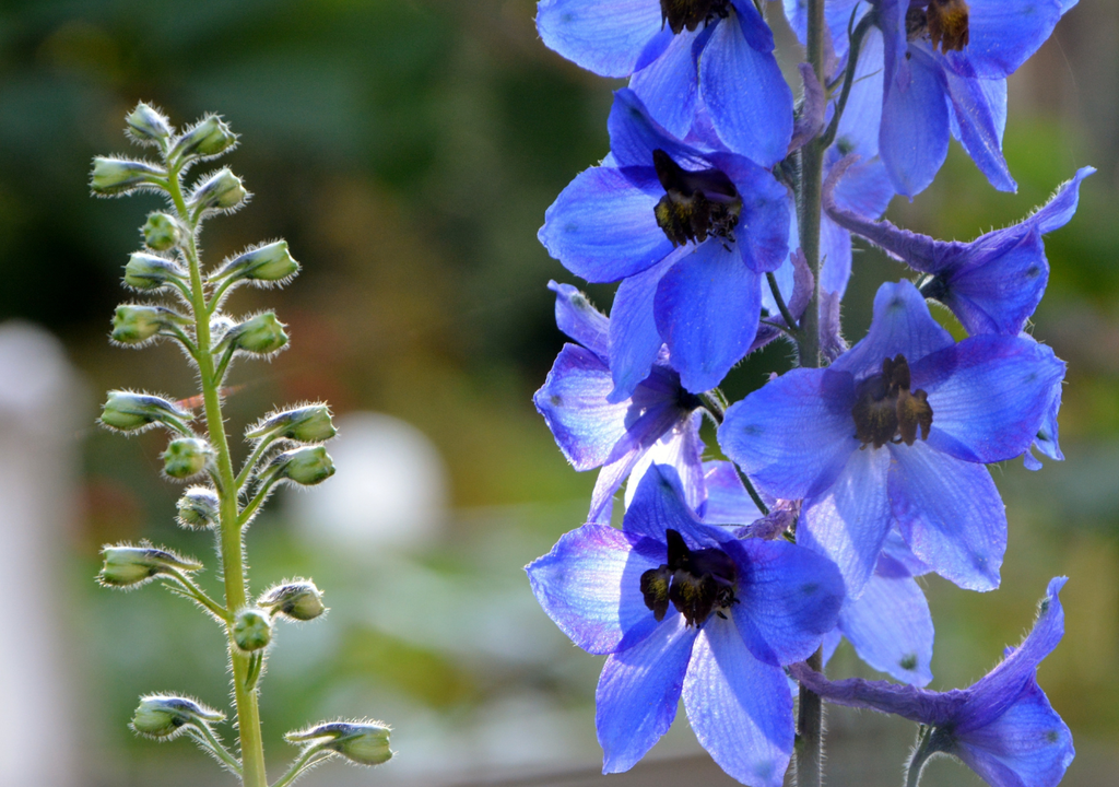 Flores La espuela de caballero es de esas plantas que, por medio de sus flores, puede resembrarse sola.