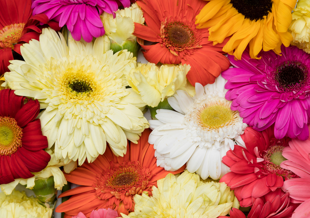 Flores Marzo es el mes ideal para renovar plantas y flores en tu jardín o macetas y de cara al comienzo del otoño.