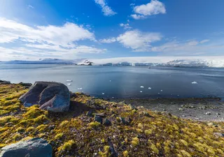 La Antártida se cubre de flores: ¿por qué no es una buena noticia?
