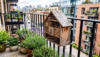Flores, n&eacute;ctar y vida: las plantas que convierten tu balc&oacute;n en un refugio para abejas y otros polinizadores