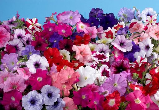 Blumen, die in Rekordzeit wachsen: 5 Optionen für alle, die keine Geduld haben