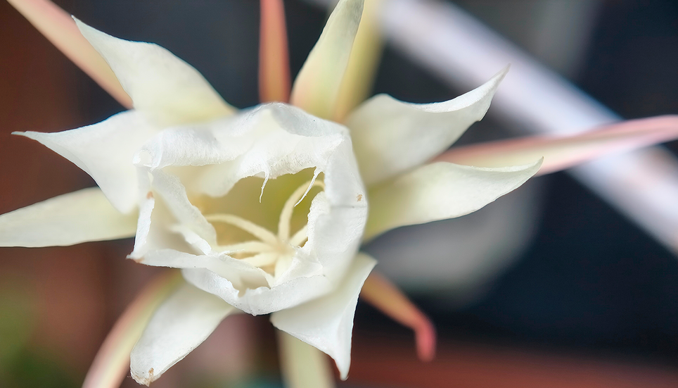 Flor de la reina de la noche abierta por pocas horas: una de las floraciones más efímeras del mundo vegetal, visible solo durante una noche.