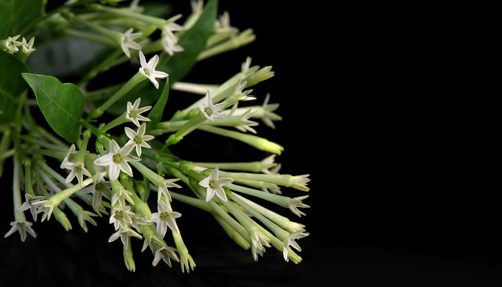 Dama-da-noite (ou jasmim-da-noite) em plena floração noturna: seu aroma se intensifica com a queda da temperatura, permitindo que o perfume se espalhe ainda mais.