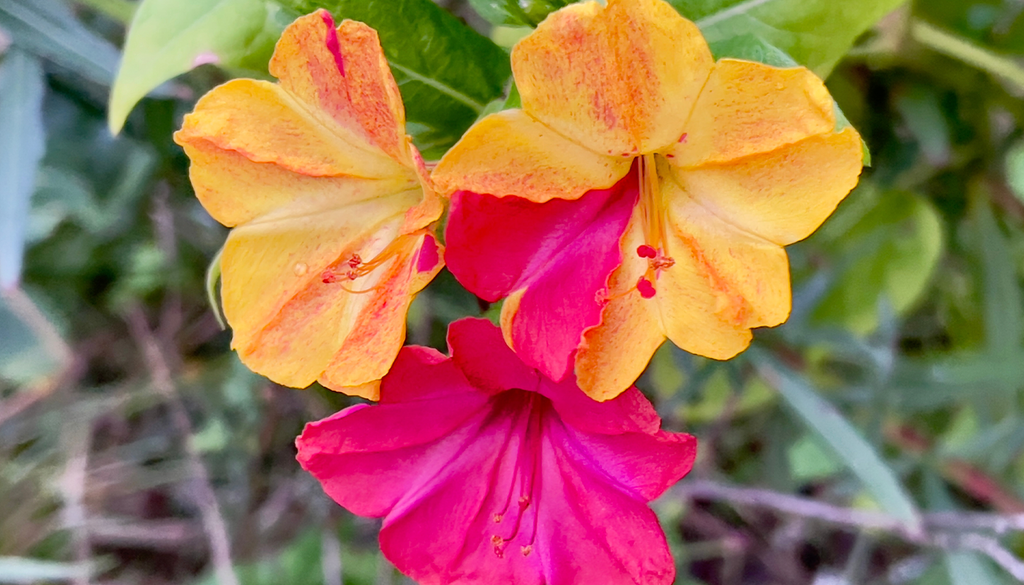 Flor-das-quatro-horas (ou flor maravilha) em um jardim urbano: sua resistência e facilidade de cultivo a tornam uma escolha ideal para espaços domésticos.