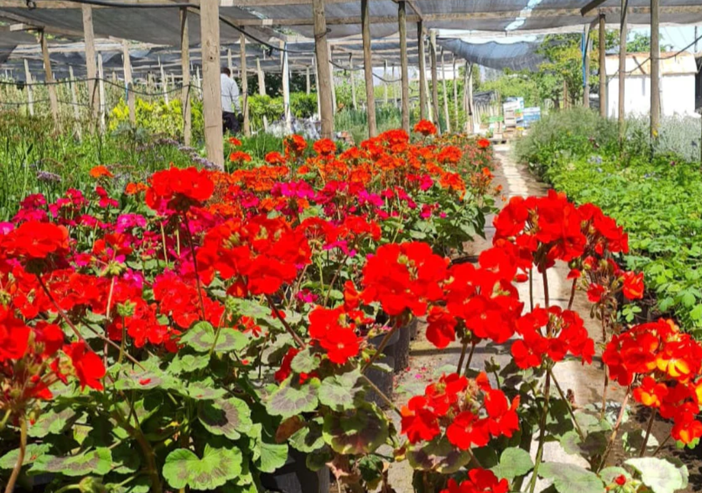 Es una planta muy popular en jardines y balcones debido a su facilidad de cultivo, resistencia y variedad de colores.
