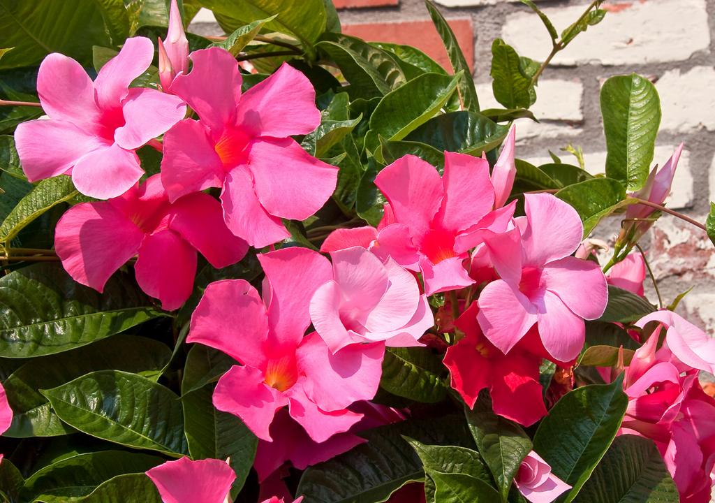 Esta planta es ideal para principiantes: soporta el calor, requiere poca agua y llena de vida cualquier balcón o terraza.