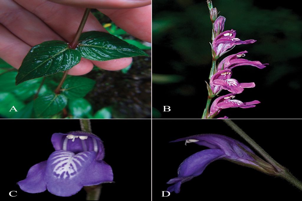 Flores, justicia, amazonas