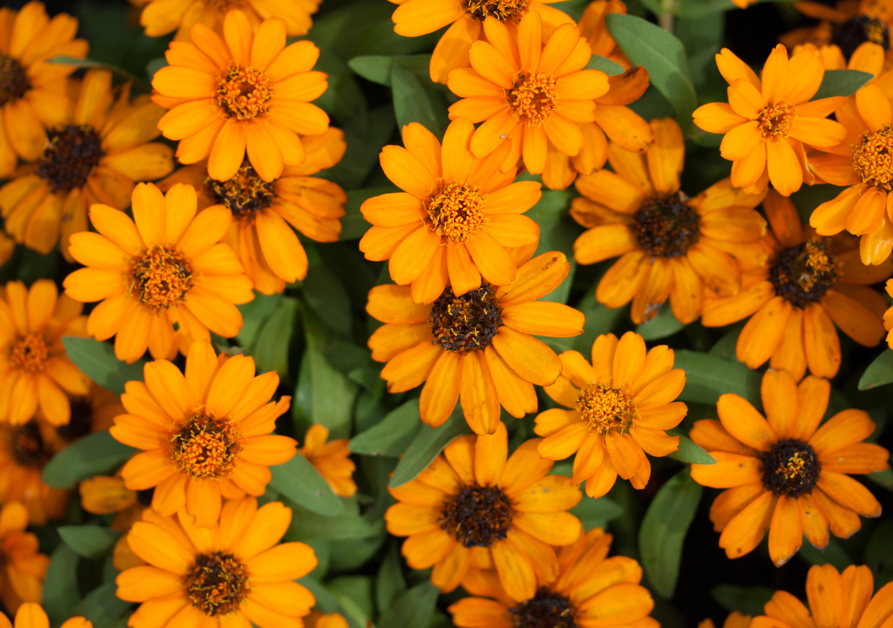Se puede sembrar a finales de primavera y tener floración durante todo el verano.