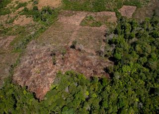 Floresta Amazônica: de maior biodiversidade do mundo a possível savana