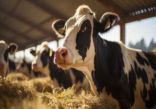 Productores y cooperativas forestales y lácteos critican los recortes de la inversión agrícola de la Política Agrícola Común en Portugal