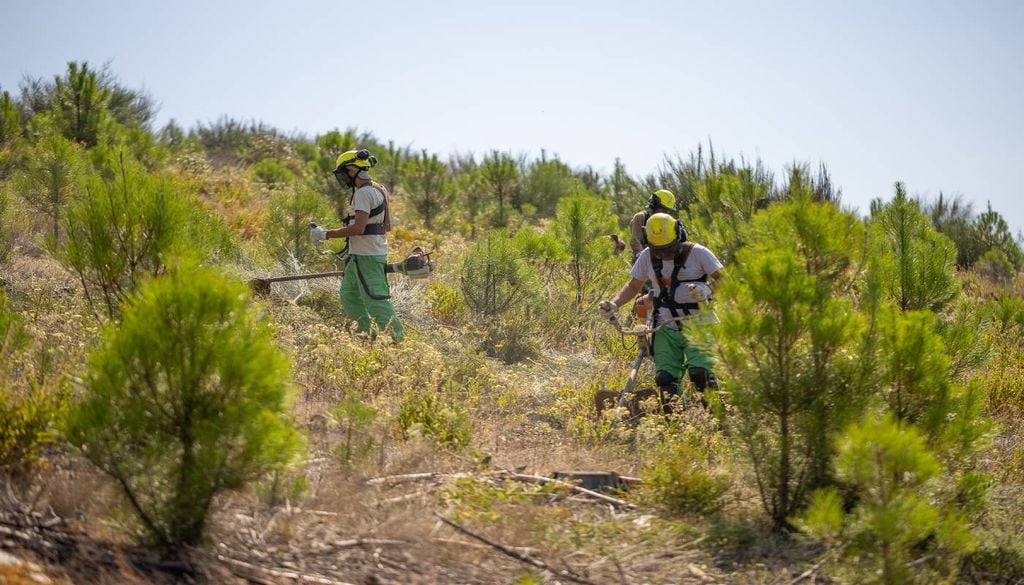 Limpeza florestal A PAC é um dos principais instrumentos de financiamento da gestão florestal em Portugal. A ZERO e o Centro PINUS explicam que, “quando os concursos abrem tarde e as decisões demoram vários meses, os investimentos são adiados".