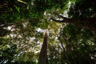 Florestas da América do Sul e a densidade da madeira: um novo olhar sobre o carbono armazenado