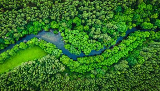 Florestas e rios amea&ccedil;ados: a crise clim&aacute;tica est&aacute; a destruir a flora e a fauna mais rapidamente em climas temperados