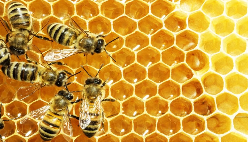 Utilizando um conjunto de dados à escala global de estudos de reavaliação que abrangem 5.151 espécies de plantas e animais em 39.157 locais, os investigadores mostraram que as extinções locais relacionadas com o clima foram significativamente mais frequentes entre as espécies temperadas (49% das espécies inquiridas) do que entre as espécies tropicais (33%).